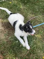 Ollie, a male Bordoodle for sale in Loveland, CO – 5 of 10