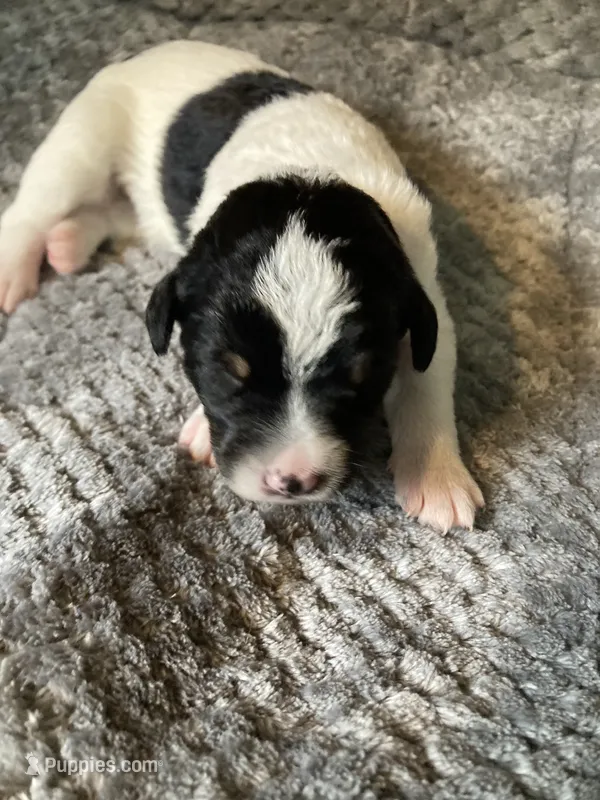 Rufus – Bordoodle puppy for sale in Loveland, CO