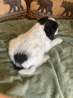 Poppy, a female Miniature Aussiedoodle for sale in Loveland, CO – 5 of 5