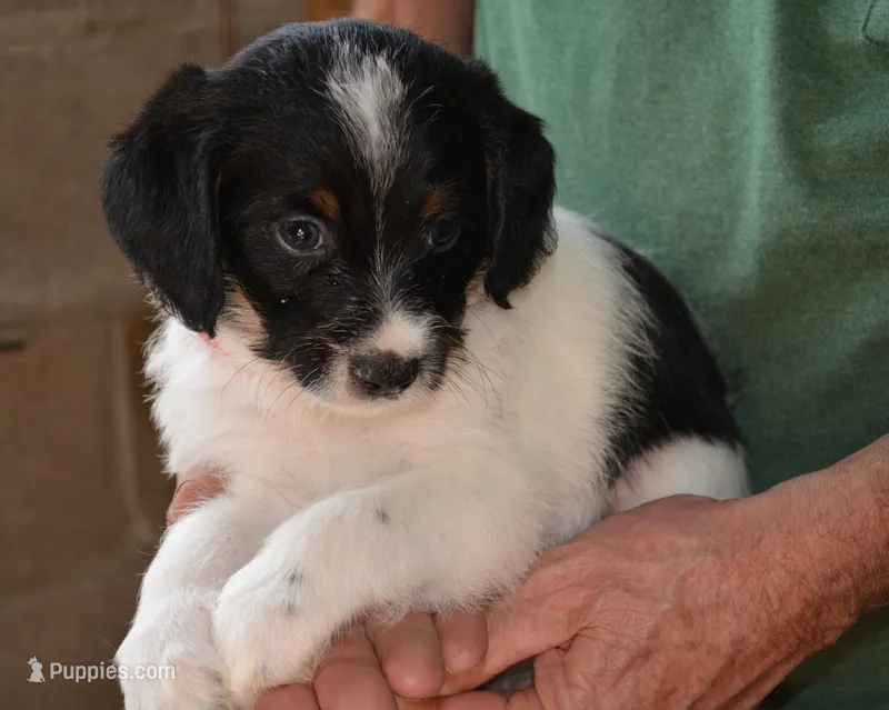 Bruno – Bordoodle puppy for sale in Loveland, CO