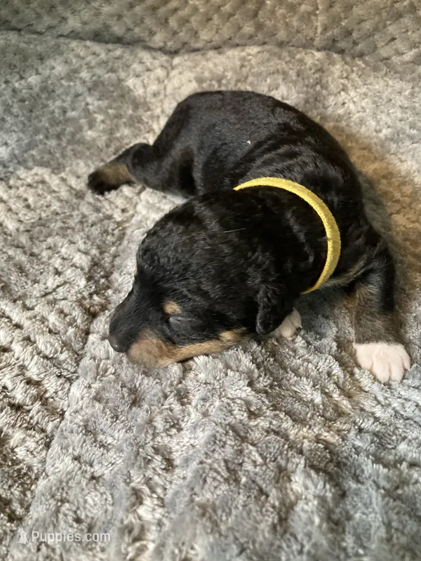 Yodi – Bordoodle puppy for sale in Loveland, CO