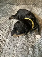Yodi, a male Bordoodle for sale in Loveland, CO – 1 of 1
