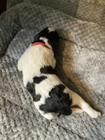 Bruno, a male Bordoodle for sale in Loveland, CO – 1 of 1