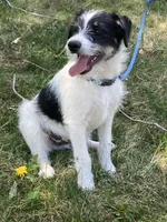 Ollie, a male Bordoodle for sale in Loveland, CO – 3 of 10