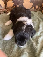 Murphy, a male Miniature Aussiedoodle for sale in Loveland, CO – 4 of 4
