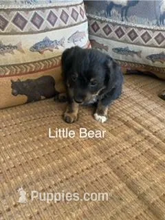 Little Bear – Bordoodle puppy for sale in Loveland, CO