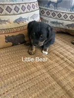 Little Bear, a male Bordoodle for sale in Loveland, CO – Photo 1 of 5