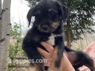 Little Bear – Bordoodle puppy for sale in Loveland, CO