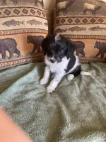 Maple, a male Miniature Aussiedoodle for sale in Loveland, CO – 1 of 5