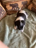 Maple, a male Miniature Aussiedoodle for sale in Loveland, CO – 3 of 5