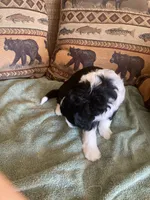 Lacey, a female Miniature Aussiedoodle for sale in Loveland, CO – 3 of 6