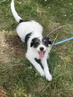 Ollie, a male Bordoodle for sale in Loveland, CO – 4 of 10