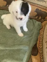 Pearl, a female Miniature Aussiedoodle for sale in Loveland, CO – 2 of 7