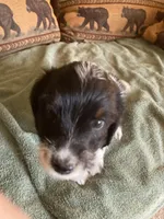 Maple, a male Miniature Aussiedoodle for sale in Loveland, CO – 2 of 5