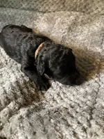 Louie, a male Bordoodle for sale in Loveland, CO – 1 of 1