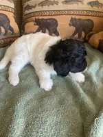 Fynn, a male Miniature Aussiedoodle for sale in Loveland, CO – 2 of 5