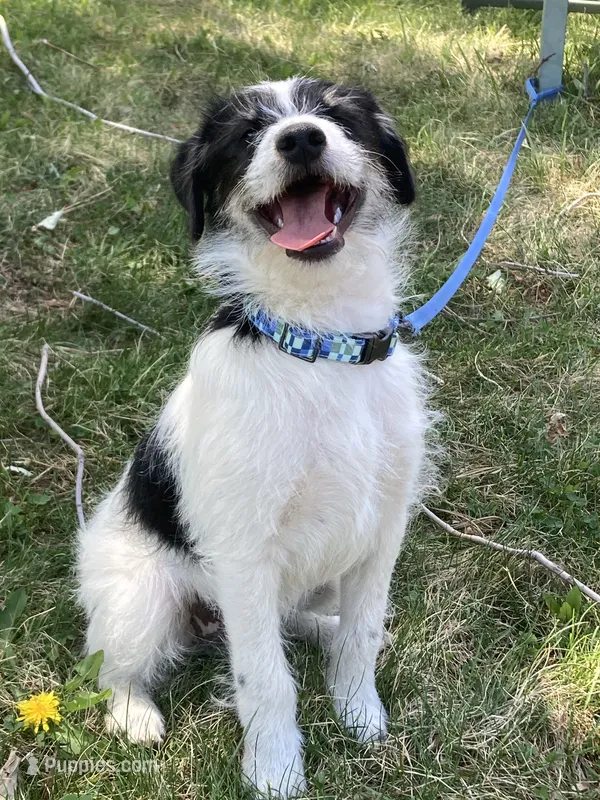 Ollie – Bordoodle puppy for sale in Loveland, CO