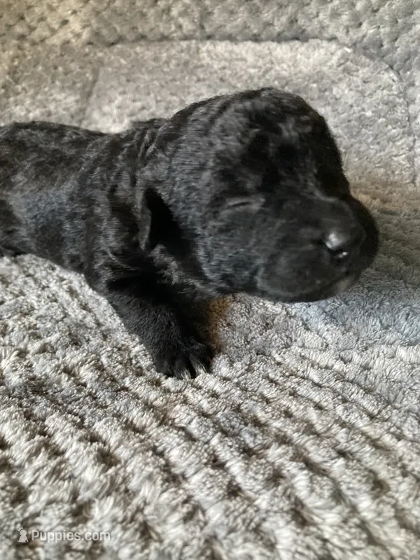 Jett – Bordoodle puppy for sale in Loveland, CO