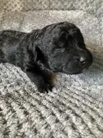 Jett, a male Bordoodle for sale in Loveland, CO – 1 of 1