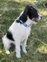 Ollie, a male Bordoodle for sale in Loveland, CO – 6 of 10