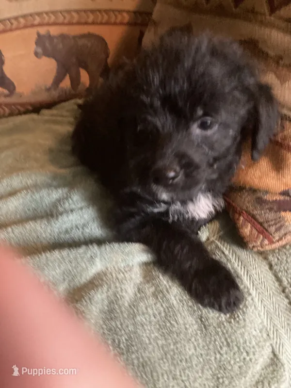 Jett – Bordoodle puppy for sale in Loveland, CO