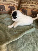 Pearl, a female Miniature Aussiedoodle for sale in Loveland, CO – 5 of 7