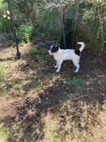 Ollie, a male Bordoodle for sale in Loveland, CO – 8 of 10