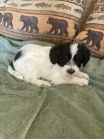 Poppy, a female Miniature Aussiedoodle for sale in Loveland, CO – 3 of 5