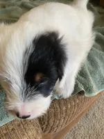 Pearl, a female Miniature Aussiedoodle for sale in Loveland, CO – 7 of 7
