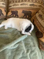 Pearl, a female Miniature Aussiedoodle for sale in Loveland, CO – 4 of 7