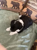 Murphy, a male Miniature Aussiedoodle for sale in Loveland, CO – 3 of 4