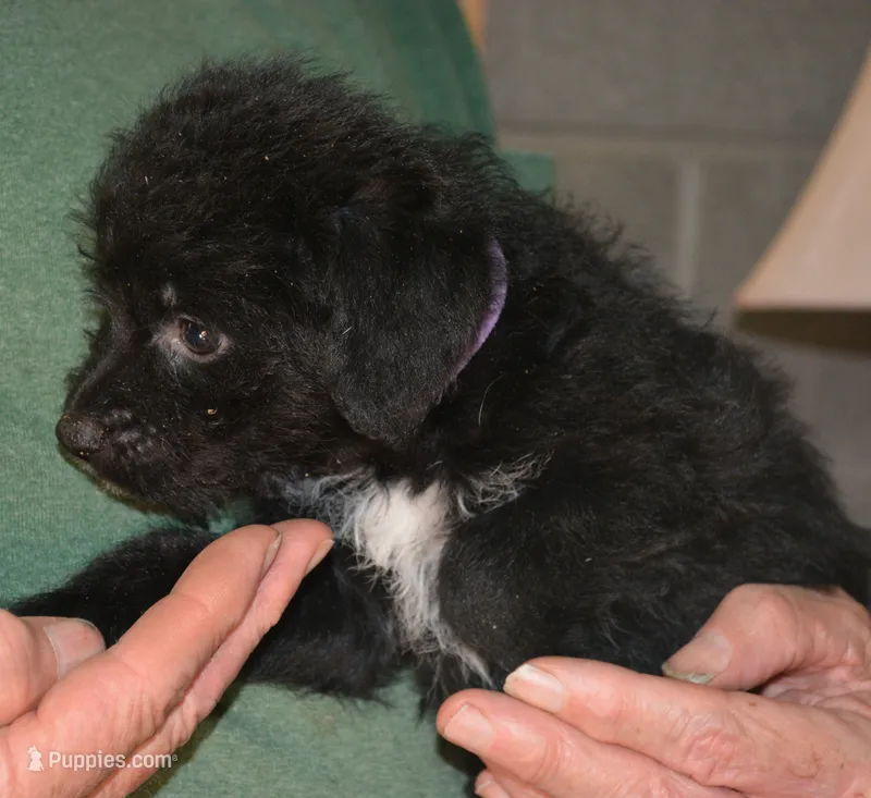Jett – Bordoodle puppy for sale in Loveland, CO