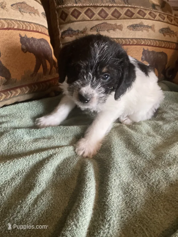 Theo – Bordoodle puppy for sale in Loveland, CO