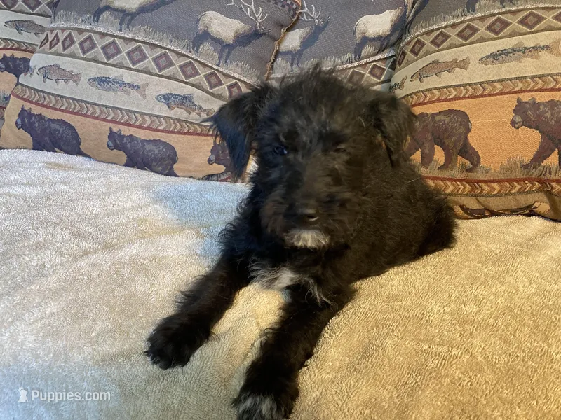 Sadie – Bordoodle puppy for sale in Loveland, CO
