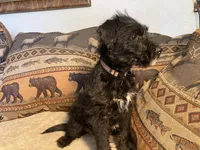Sadie, a female Bordoodle for sale in Loveland, CO – 2 of 6