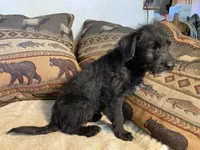Sadie, a female Bordoodle for sale in Loveland, CO – 3 of 6