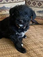 Sadie, a female Bordoodle for sale in Loveland, CO – Photo 1 of 5