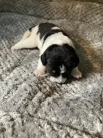 Theo, a male Bordoodle for sale in Loveland, CO – 1 of 1