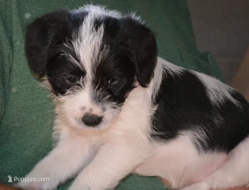 Archie – Bordoodle puppy for sale in Loveland, CO
