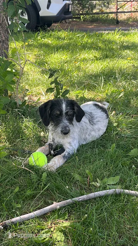 Charlie – Miniature Aussiedoodle puppy for sale in Loveland, CO