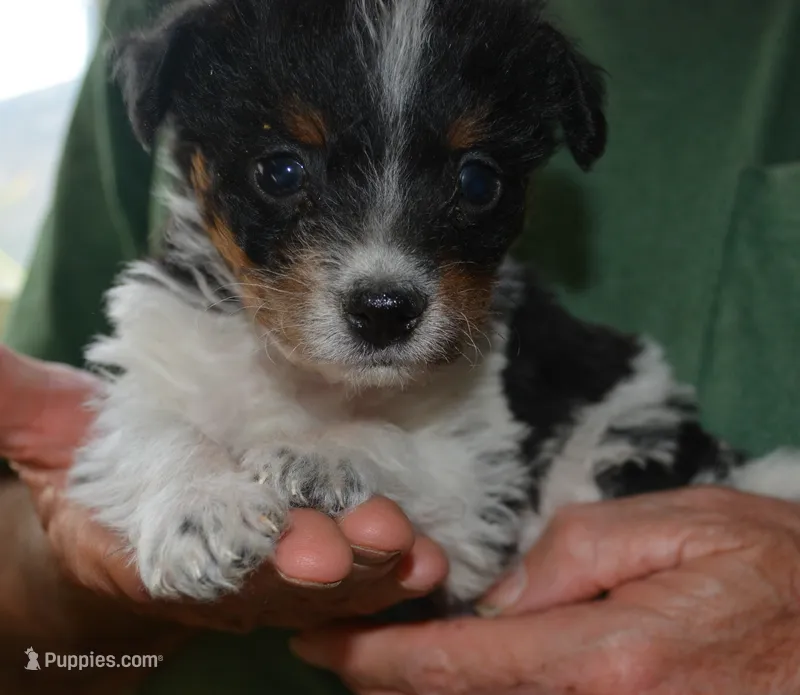 Mighty Might – Bordoodle puppy for sale in Loveland, CO