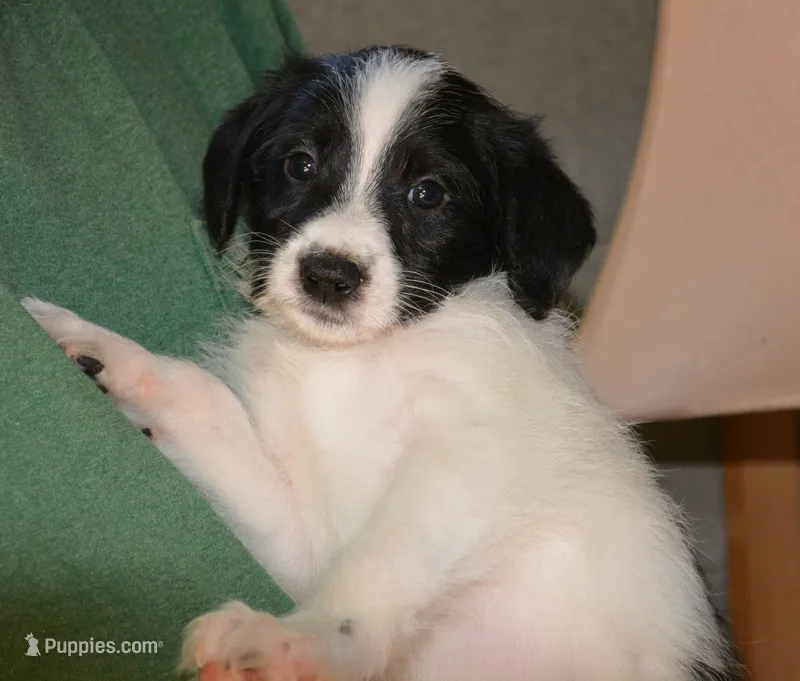 Rufus – Bordoodle puppy for sale in Loveland, CO