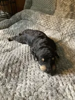 Griz, a male Bordoodle for sale in Loveland, CO – 1 of 1