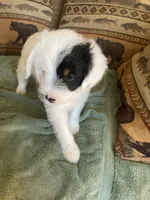 Pearl, a female Miniature Aussiedoodle for sale in Loveland, CO – 3 of 7