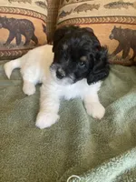 Fynn, a male Miniature Aussiedoodle for sale in Loveland, CO – 4 of 5