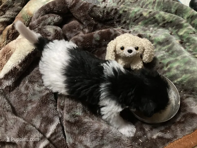 Mighty Might – Bordoodle puppy for sale in Loveland, CO