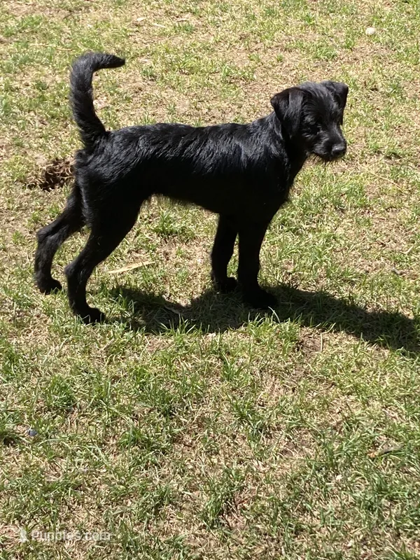 Panther – Bordoodle puppy for sale in Loveland, CO