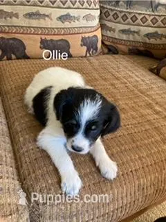 Ollie – Bordoodle puppy for sale in Loveland, CO