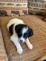 Ollie, a male Bordoodle for sale in Loveland, CO – Photo 1 of 5