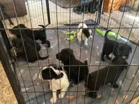 Ollie, a male Bordoodle for sale in Loveland, CO – Photo 2 of 5